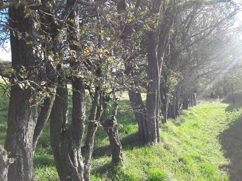 Tree-lined path